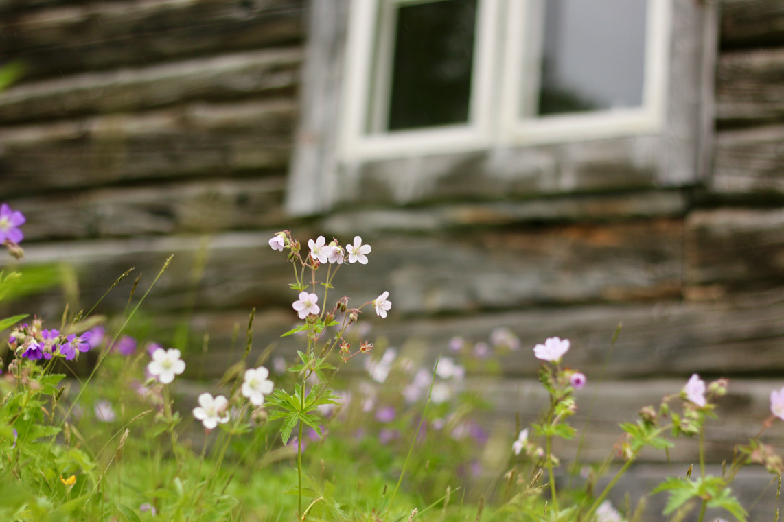 Närbild på små lila och rosa ängsblommor framför grånad timmervägg med fönster.