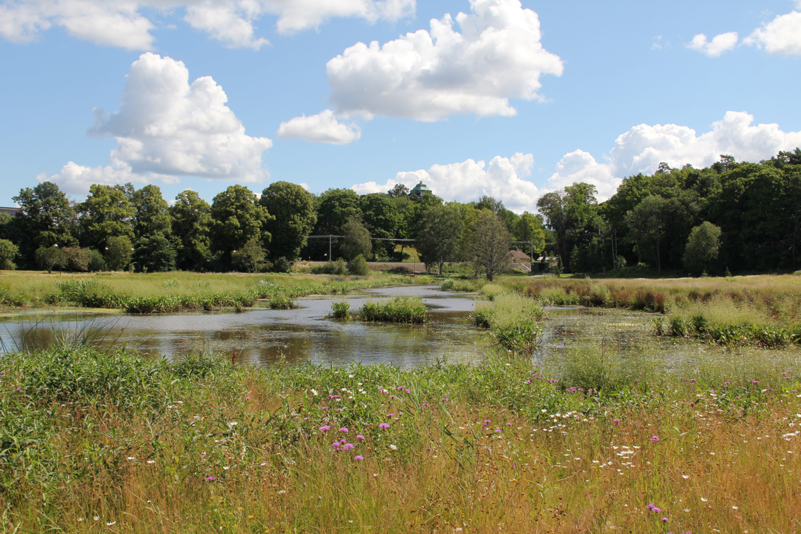 Våtmarken i Bergianska trädgården, omgiven av blommande äng. Sommar och grönska.