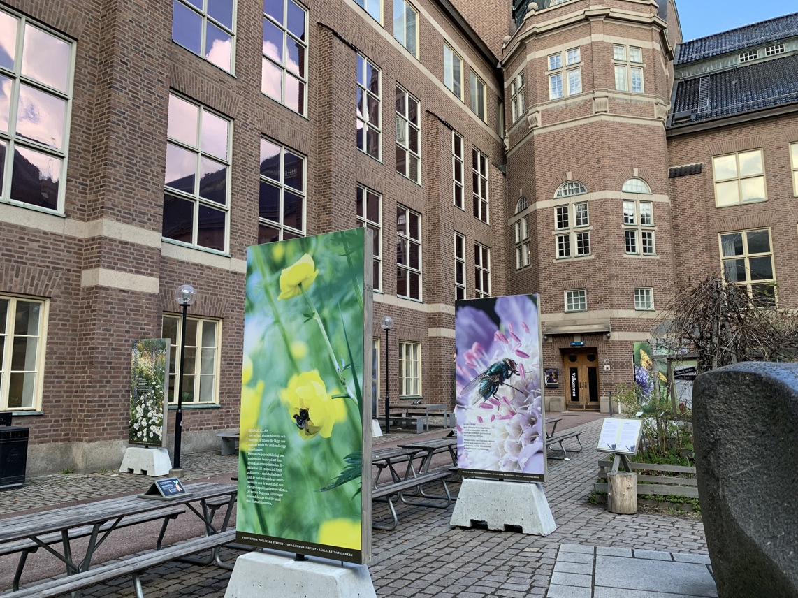 Naturhistoriska museets stenlagda innergård, med sittbänkar, tillgänglig entré och en utställning om pollinatörer.